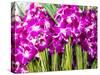 Thailand, Bangkok Street Flower Market. Flowers ready for display.-Terry Eggers-Stretched Canvas