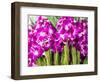 Thailand, Bangkok Street Flower Market. Flowers ready for display.-Terry Eggers-Framed Photographic Print