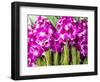 Thailand, Bangkok Street Flower Market. Flowers ready for display.-Terry Eggers-Framed Photographic Print