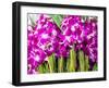 Thailand, Bangkok Street Flower Market. Flowers ready for display.-Terry Eggers-Framed Photographic Print