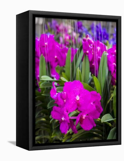 Thailand, Bangkok Street Flower Market. Flowers ready for display.-Terry Eggers-Framed Stretched Canvas