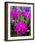 Thailand, Bangkok Street Flower Market. Flowers ready for display.-Terry Eggers-Framed Photographic Print