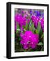 Thailand, Bangkok Street Flower Market. Flowers ready for display.-Terry Eggers-Framed Photographic Print