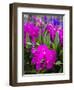 Thailand, Bangkok Street Flower Market. Flowers ready for display.-Terry Eggers-Framed Photographic Print