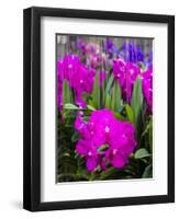 Thailand, Bangkok Street Flower Market. Flowers ready for display.-Terry Eggers-Framed Photographic Print