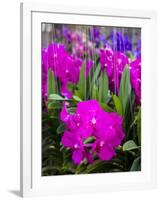 Thailand, Bangkok Street Flower Market. Flowers ready for display.-Terry Eggers-Framed Photographic Print