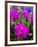 Thailand, Bangkok Street Flower Market. Flowers ready for display.-Terry Eggers-Framed Photographic Print