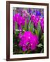 Thailand, Bangkok Street Flower Market. Flowers ready for display.-Terry Eggers-Framed Photographic Print