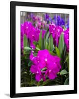 Thailand, Bangkok Street Flower Market. Flowers ready for display.-Terry Eggers-Framed Photographic Print