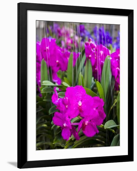 Thailand, Bangkok Street Flower Market. Flowers ready for display.-Terry Eggers-Framed Photographic Print