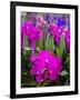 Thailand, Bangkok Street Flower Market. Flowers ready for display.-Terry Eggers-Framed Photographic Print