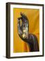 Thailand. Buddha Statue hand with gold leaf tokens.-Brenda Tharp-Framed Photographic Print