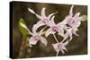 Thailand, Chiang Mai Province, Wat Phra That Doi Suthep. Orchids-Emily Wilson-Stretched Canvas