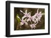 Thailand, Chiang Mai Province, Wat Phra That Doi Suthep. Orchids-Emily Wilson-Framed Photographic Print
