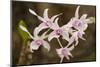 Thailand, Chiang Mai Province, Wat Phra That Doi Suthep. Orchids-Emily Wilson-Mounted Photographic Print