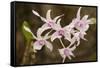 Thailand, Chiang Mai Province, Wat Phra That Doi Suthep. Orchids-Emily Wilson-Framed Stretched Canvas