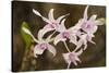 Thailand, Chiang Mai Province, Wat Phra That Doi Suthep. Orchids-Emily Wilson-Stretched Canvas