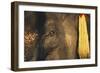 Thailand, Elephant Eye-Russell Young-Framed Photographic Print