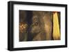 Thailand, Elephant Eye-Russell Young-Framed Premium Photographic Print