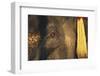 Thailand, Elephant Eye-Russell Young-Framed Premium Photographic Print