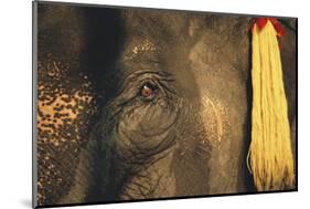 Thailand, Elephant Eye-Russell Young-Mounted Photographic Print