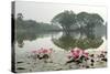 Thailand, Sukhothai. Water Lilies in Front of Wat Traphang Nguen-Kevin Oke-Stretched Canvas