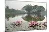 Thailand, Sukhothai. Water Lilies in Front of Wat Traphang Nguen-Kevin Oke-Mounted Photographic Print