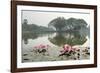 Thailand, Sukhothai. Water Lilies in Front of Wat Traphang Nguen-Kevin Oke-Framed Photographic Print