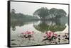 Thailand, Sukhothai. Water Lilies in Front of Wat Traphang Nguen-Kevin Oke-Framed Stretched Canvas