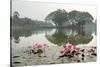 Thailand, Sukhothai. Water Lilies in Front of Wat Traphang Nguen-Kevin Oke-Stretched Canvas