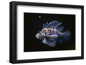 Thailand-Craig Lovell-Framed Premium Photographic Print