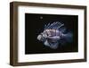 Thailand-Craig Lovell-Framed Photographic Print