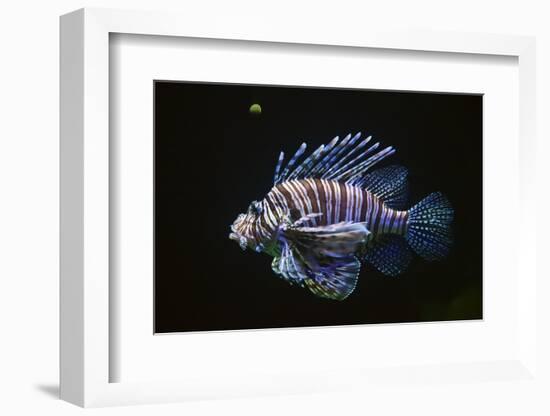 Thailand-Craig Lovell-Framed Photographic Print