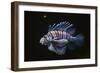 Thailand-Craig Lovell-Framed Photographic Print