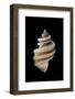 Thais Cingulata-Paul Starosta-Framed Photographic Print