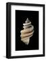 Thais Cingulata-Paul Starosta-Framed Photographic Print