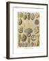 Thalamophora, 1899-1904-null-Framed Giclee Print