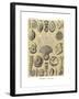 Thalamophora, 1899-1904-null-Framed Giclee Print