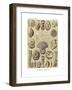 Thalamophora, 1899-1904-null-Framed Giclee Print
