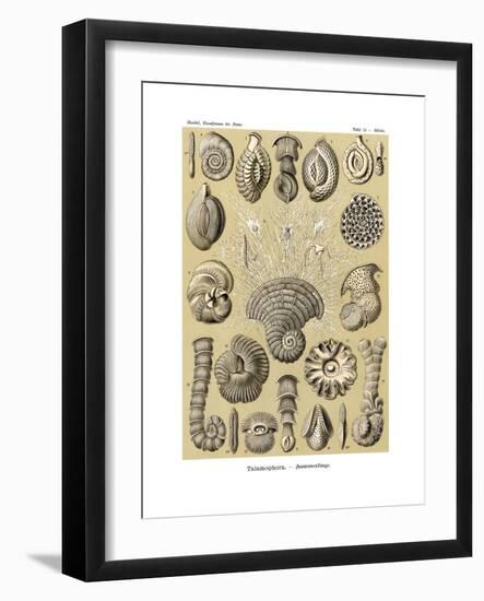 Thalamophora, 1899-1904-null-Framed Giclee Print