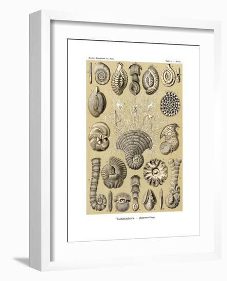 Thalamophora, 1899-1904-null-Framed Giclee Print