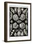 Thalamophora - Forminifera-Ernst Haeckel-Framed Art Print