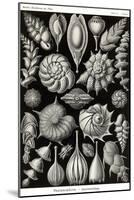 Thalamophora - Forminifera-Ernst Haeckel-Mounted Art Print