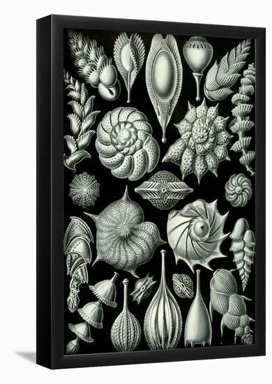 Thalamophora Nature Art Print Poster by Ernst Haeckel-null-Framed Poster