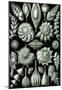 Thalamophora Nature Art Print Poster by Ernst Haeckel-null-Mounted Poster