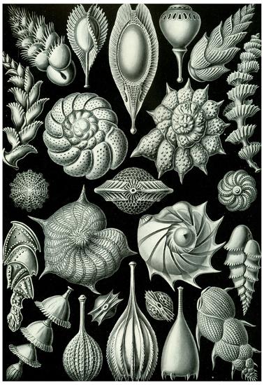 Poster, , large