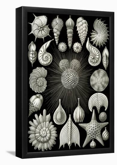 Thalamphora Nature Print Poster by Ernst Haeckel-null-Framed Poster