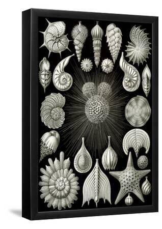 Thalamphora Nature Print Poster by Ernst Haeckel--Framed Poster