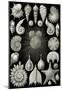 Thalamphora Nature Print Poster by Ernst Haeckel-null-Mounted Poster