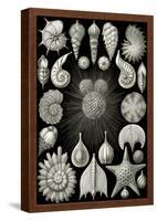 Thalamphora Nature Print Poster by Ernst Haeckel-null-Framed Poster